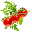The German Outlet, Click & Grow, Click&Grow Refill - Mini Tomatoes