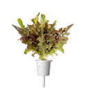The German Outlet, Click & Grow, Click&Grow Refill - Red Edible Herbs, Click&Grow Refill - Red Edible Herbs
